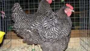 Popis, fotografie a vlastnosti kuřat plemene amrox