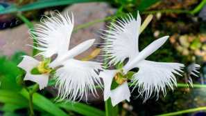 Orchidej khabenaria radiata