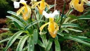 Orchidej pafiopedulum