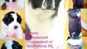 Hlavní plemena a popisy hlídacích psů