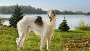 Vlastnosti obsahu ruského plemene psů