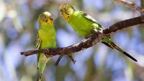 Vlastnosti vnitřní struktury vlnitého papouška