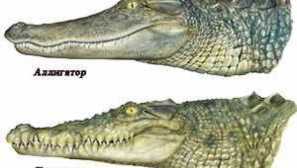Rozdíl mezi aligátorem z krokodýla. Co se může lišit