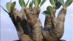 Pahipodium: péče, reprodukce, popis, fotografie, video, zalévání, osvětlení