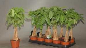 Pahir: pěstování a péče doma