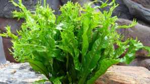 Thajské kapradí nebo zázrakové akvarijní závod