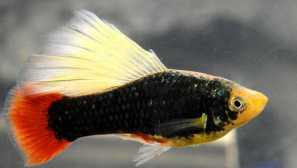 Pecilina hawaiian: obsah v akváriu, foto