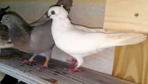 Perm pigeons