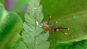 Peruánský pečení