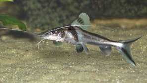 Pimelodus vzorované (pimelodus ornatus): popis, obsah, fotografie