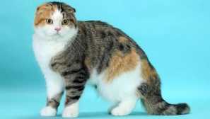 Životnost kostkované kočky: středního věku domácích zvířat a jak to zvětšit