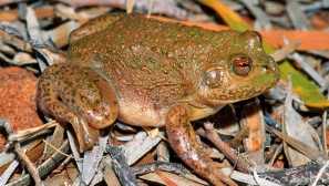 Fapolátové čepele nebo pouštní australský ropucha