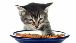 Proč kočky pohřbít jídlo
