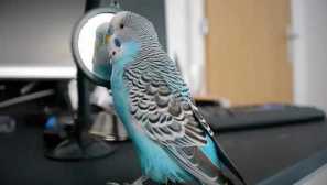 Proč pro mě zpěv mého papouška znamená