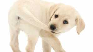 Proč pes běží pro jeho ocas