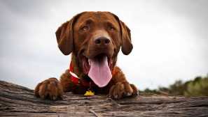 Proč jsou psi roztrhaný jazyk s dýcháním