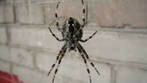 Užitečné kvality černého pavouka