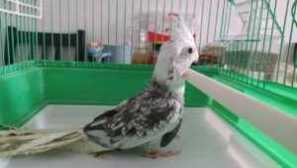 Parrot korella, popis, funkce, péče a obsah, cena