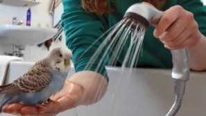 Parrot se s námi sprchuje