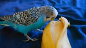 Papoušek diktoval adresu pro sanitku, když maminka stala špatnou