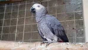 Papoušek s kuřaty jedl ohromené bobule a ležel na