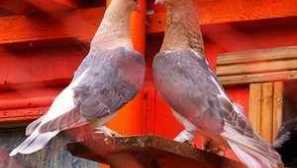 Plemeno holuby: tituly, popis, fotky