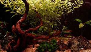 Pravidla dna dna v akváriu