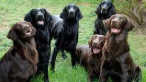 Přímý retriever: plochý popis