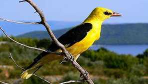 O oriwright: popis ptáka