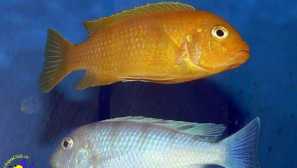 Pseudotrofius lombardo: obsah, chov, kompatibilita, video