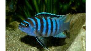 Pseudotrofius zebra, pseudotrofius pindani, pseudotrofound vícebarevné.