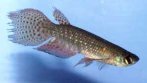 Perolebie: popis a obsah.