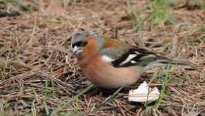 Ptáci běloruska a volgograd regionu v obrazech s názvy