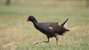 Ptáci dněpropetrovsk regionu