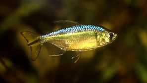 Rainbow chemiramopethery: obsah, chov, popis.