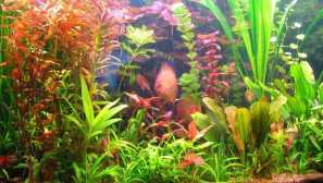 Rostliny v akváriu, teplotě, tuhost, vodní reakci