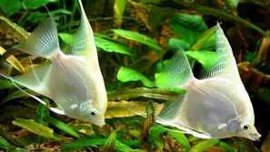 Reprodukce skaláře