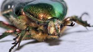 Vícebarevný svět brouků: foto s názvy hmyzu