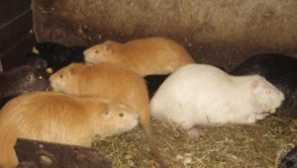 Ředění a údržba nutry doma, tréninkové video