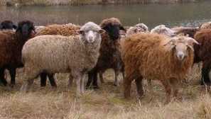 Chov ovcí na maso doma pro začátečníky