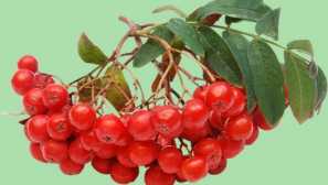 Rowan: popis, užitečné vlastnosti, reprodukce, zobrazení, fotky, video