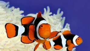 Clown fish: světlé korálové ryby