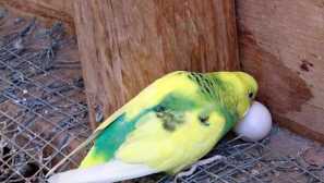 Žena parrot nese vejce bez mužů