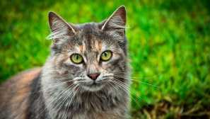 Nejčastější plemena domácích koček