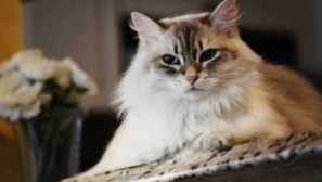 Nejoblíbenější kočičí plemena: popis