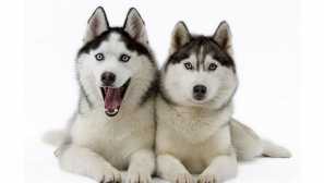 Nejoblíbenější a vzácné barvy sibiřského husky