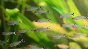 Nejoblíbenější typy smradních akvarijních ryb