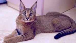 Nejvíce vzácnější plemena koček s fotografiemi