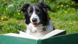 Nejinteligentnější plemena psů na světě. Hodnocení psů na intelektu