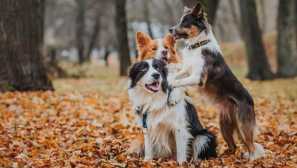 Nejchytřejší plemena psů